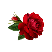 Flowers and Roses Live Wallpaper-SocialPeta