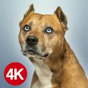Dog Images HD-SocialPeta