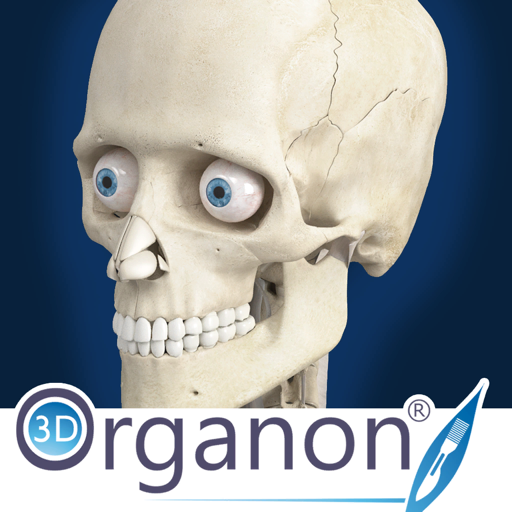 3D Organon Anatomy - Skeleton, Bones, and Ligaments-SocialPeta