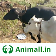 No.1 गाय भैंस wala पशुमेला - Animall app-SocialPeta