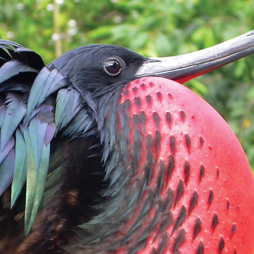 Christmas Island Birds-SocialPeta